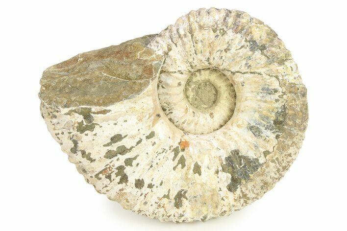 Bumpy Ammonite (Douvilleiceras) Fossil - Madagascar #289098